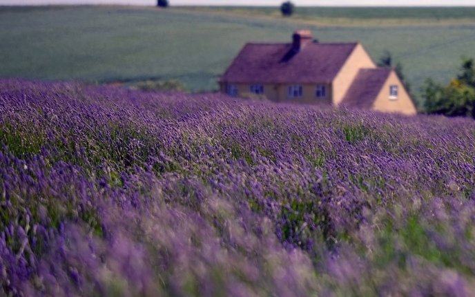 Purple field - wonderful flowers on the garden