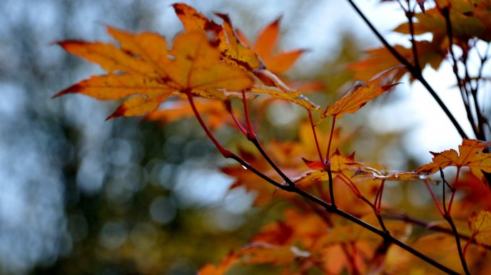 Cooper-colored leaves of trees - autumn season