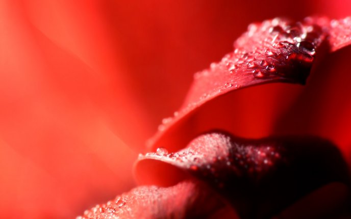 Macro water drops on a red ribbon