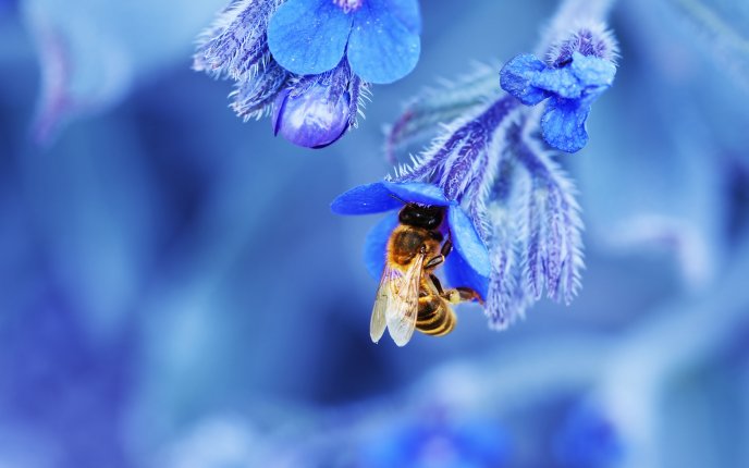 Bee on a blue flower - Macro HD nature wallpaper
