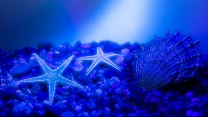 Wonders of the sea - blue starfish and shells