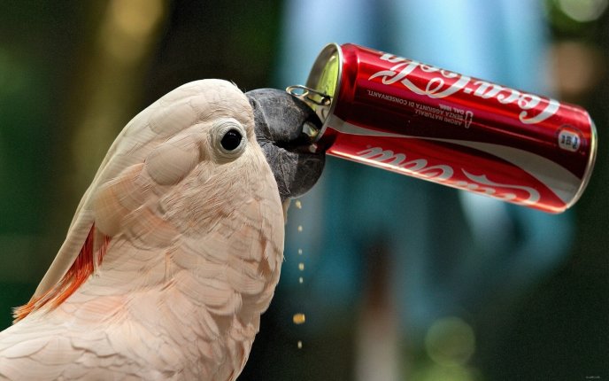 Sweet white parrot drinking coca-cola