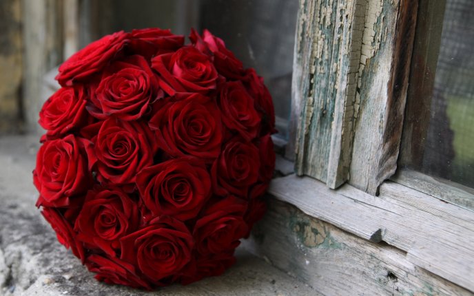 Big bouquet of red roses with velvety petals