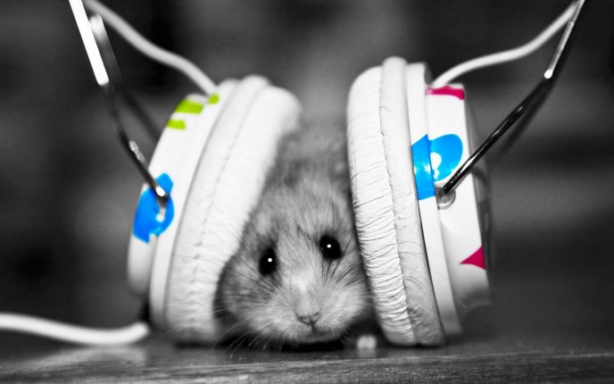 Funny little mouse scared by the music