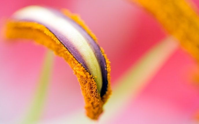 Beautiful pistil of a flower - HD macro wallpaper