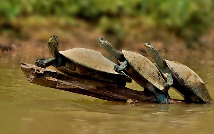 A family of turtles in the water - funny HD wallpaper
