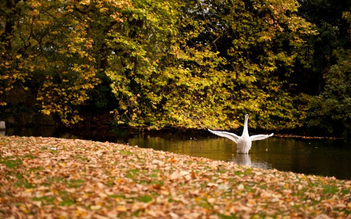 Beautiful autumn season - a goose on the water