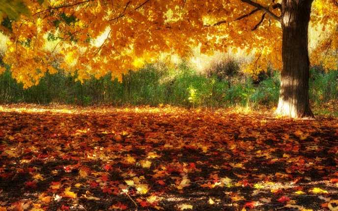 Beautiful autumn carpet - HD nature wallpaper