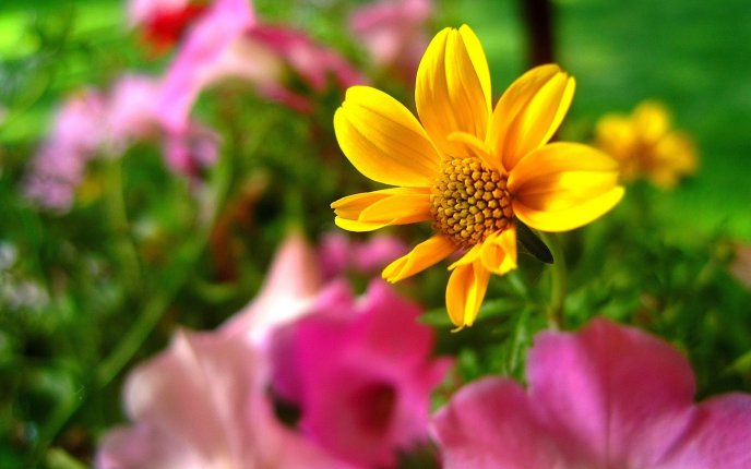 Macro yellow flower in the garden