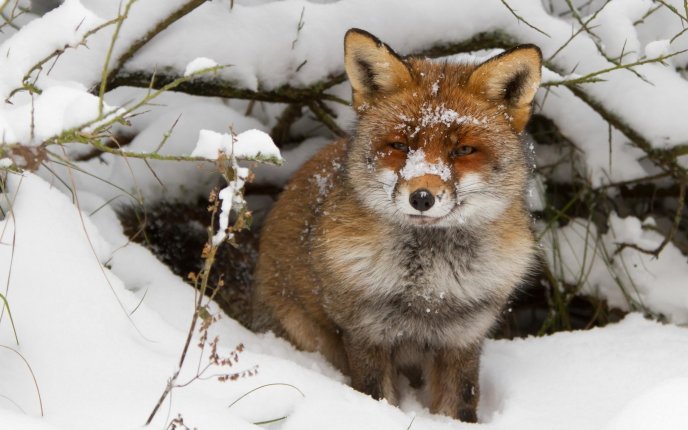 Sweet little foxy in the snow - HD winter wallpaper