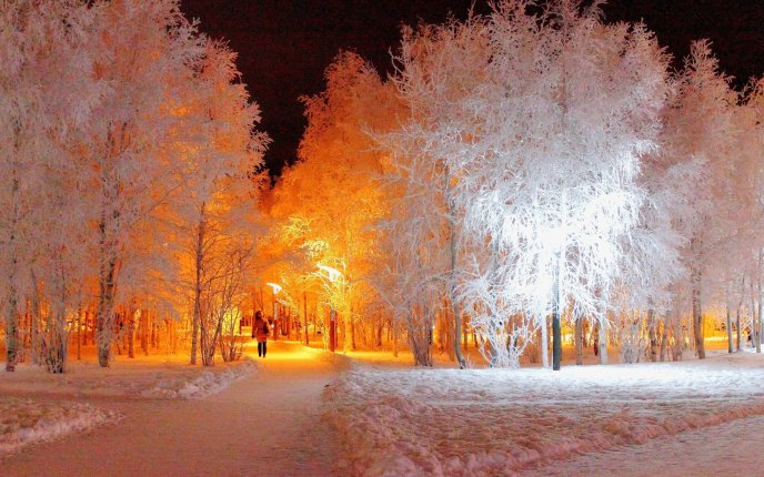 Magic night in the park - the nature is white