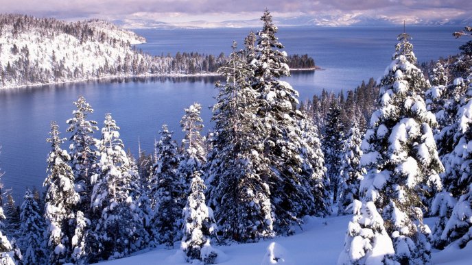 Beautiful winter landscape - white forest and cold water