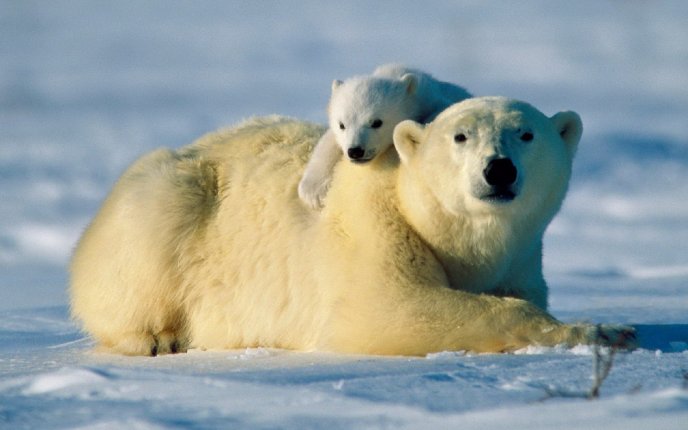 Little polar bear loves his mother - HD wallpaper