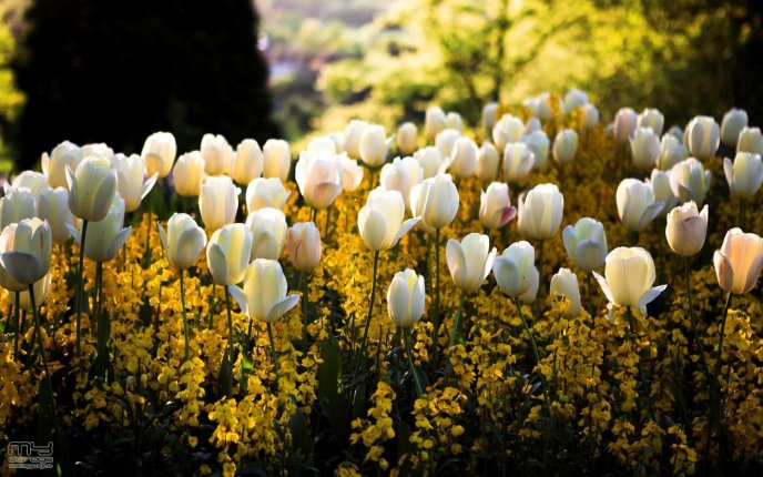 Beautiful white tulips in the garden - HD wallpaper