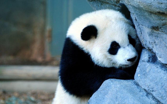 Little panda is hiding - childhood games