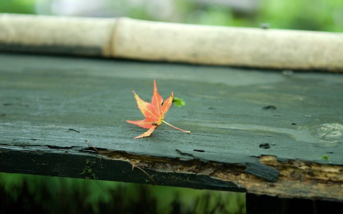 Artistic photo - autumn leaf on an old bench