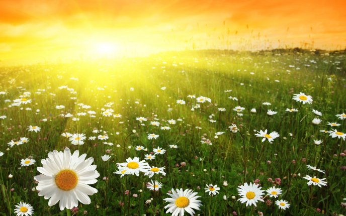 Beautiful daisies on the field - HD sunny day