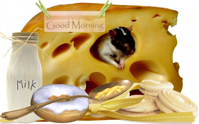 Cheese, milk and cookies - delicious breakfast for mice