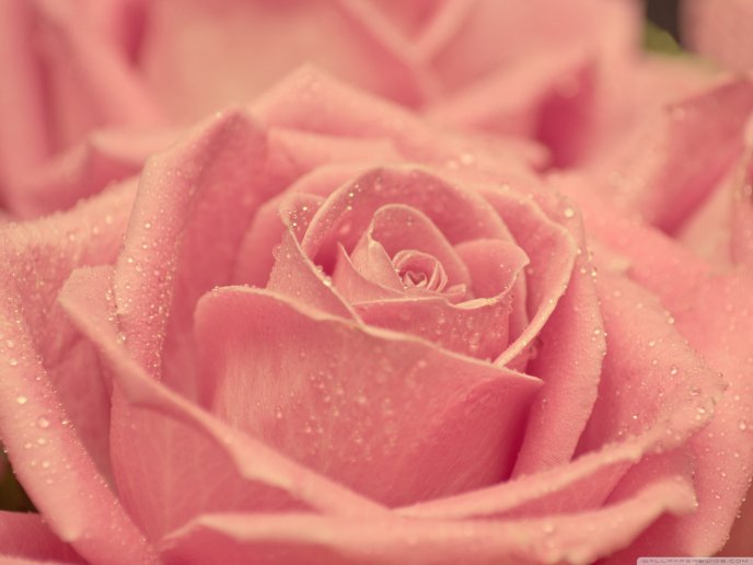 Fresh pink rose - lots of water drops