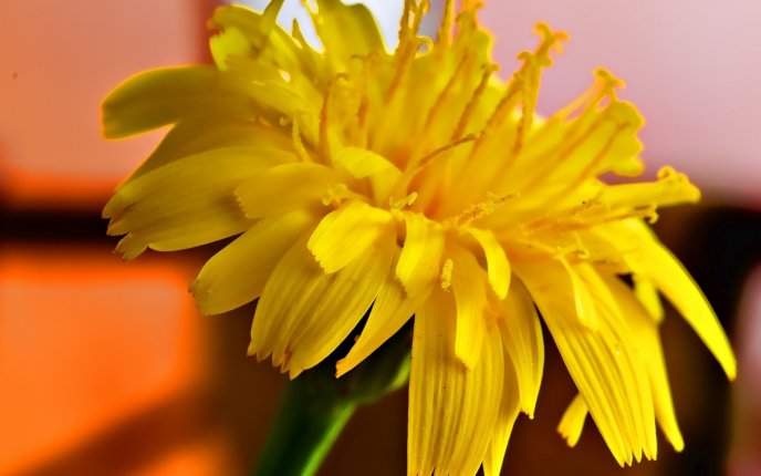 Yellow flower - macro HD wallpaper