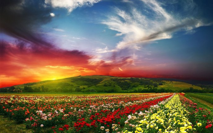 Wonderful landscape - field full of spring flowers