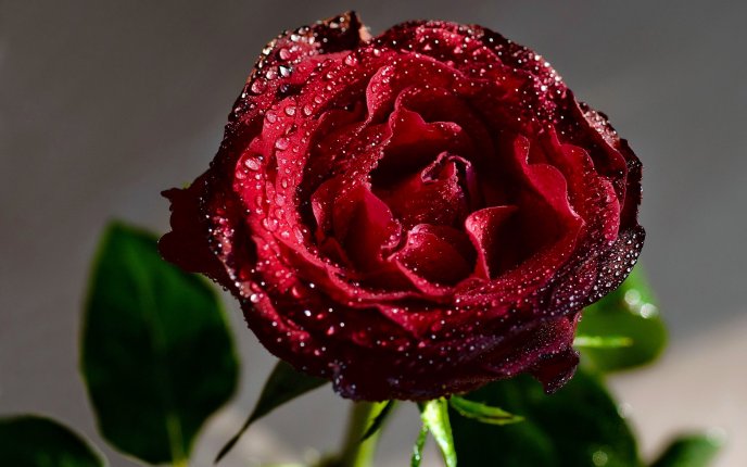 Perfect red rose full with fresh water drops - HD wallpaper
