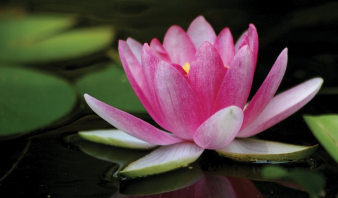 Wonderful pink Lotus flower on the water - HD wallpaper