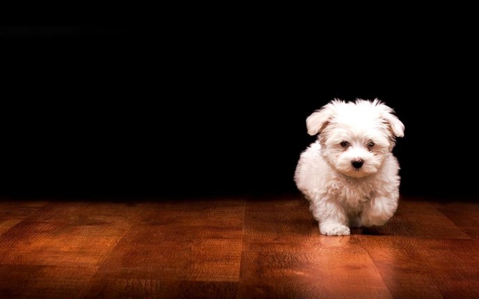 Little white puppy running on the floor - funny animal