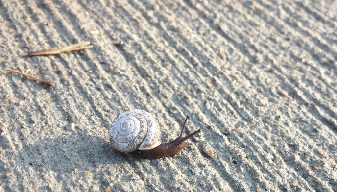 A snail on the beach - good morning sunshine