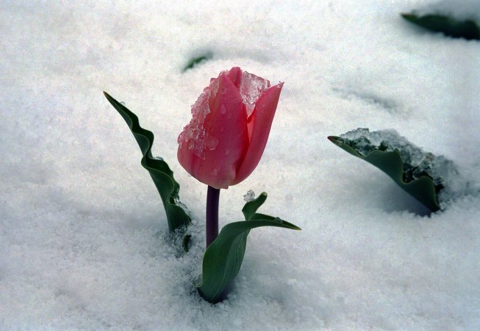Frozen red tulip - winter in the middle of spring