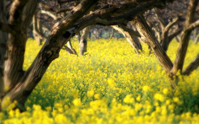 Old trees in the middle of beautiful yellow flowers