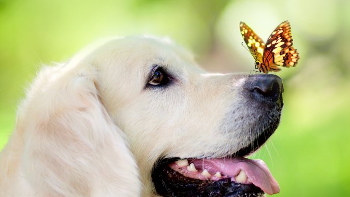 Beautiful butterfly sit on the nose of a sweet labrador dog