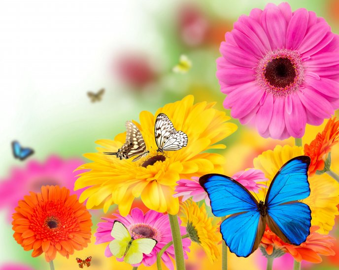 Colorful butterflies on the beautiful Gerberas flowers