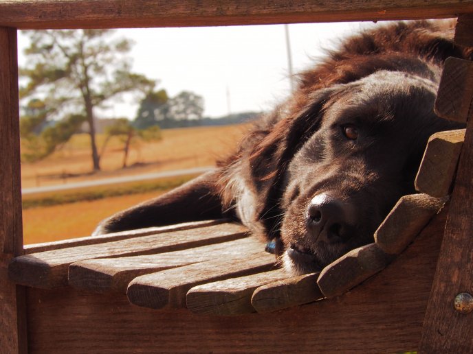 Big dog on a bench - good morning sunshine