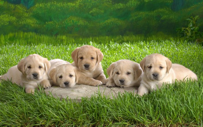 Five sweet little puppies - love and happiness