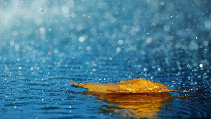 Autumn leaf in the fresh rain water