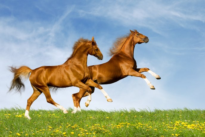 Two beautiful brown horses run in the nature