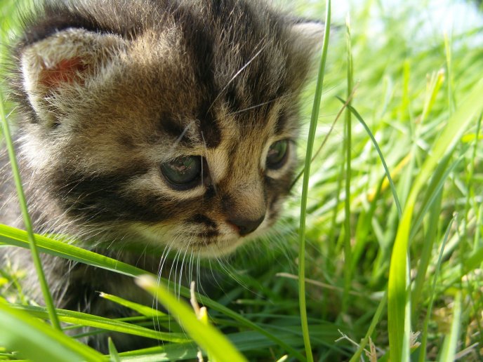 Sweet baby cat hunting in the grass