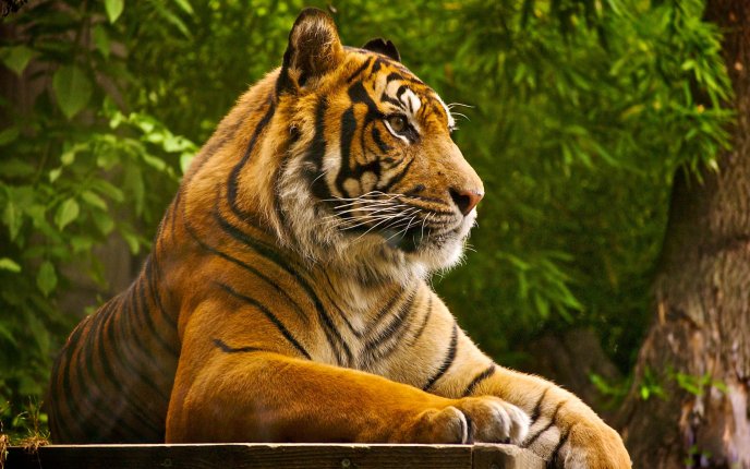 Beautiful tiger at photo-shoot - HD animal wallpaper