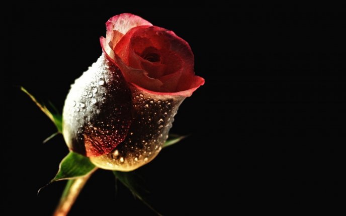 Red rose in a dark room - HD free wallpaper