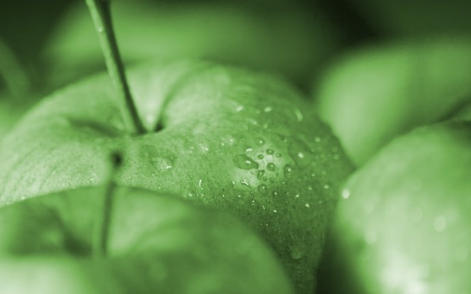 Green apples with fresh water drops - HD macro wallpaper