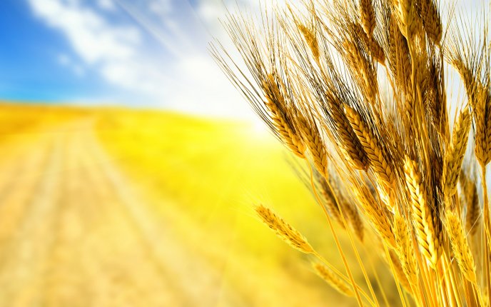 Golden wheat field -  Beautiful HD wallpaper