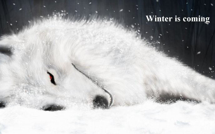Beautiful white dog in the winter - Game of Thrones