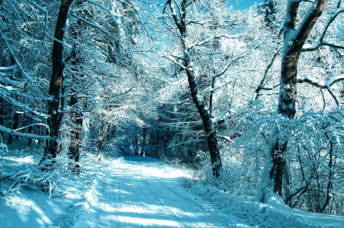 White path through the forest - Magic winter moments