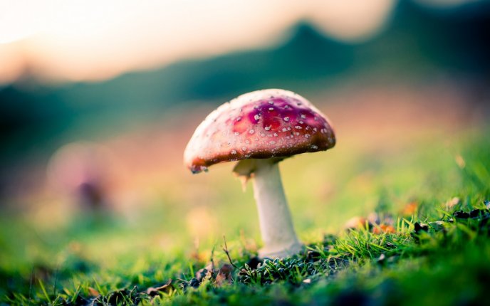 Poison mushroom in the nature - HD macro wallpaper