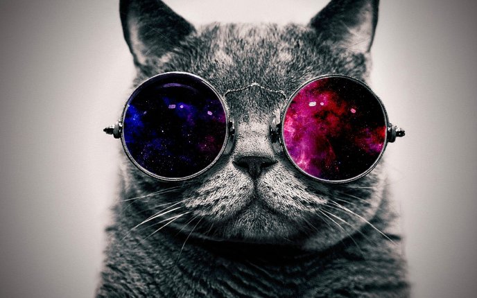 Abstract wallpapers - Retro glasses and a grey cat