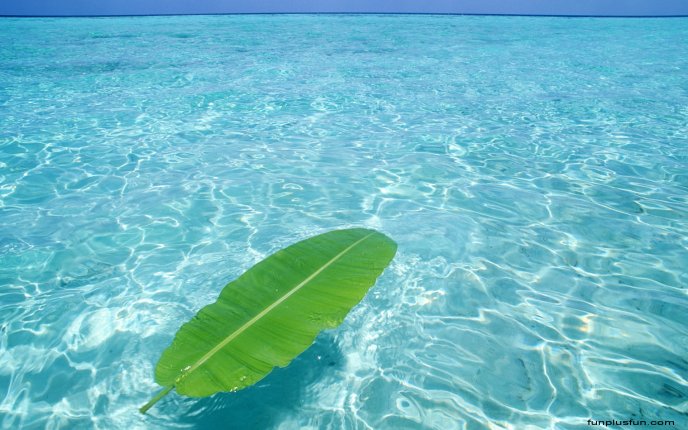 Green palm leaf in the beautiful blue ocean water