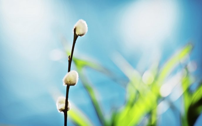 Blossom plant - Symbol of spring