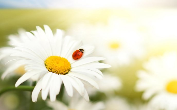 Ladybug and the beautiful white flower - Spring season