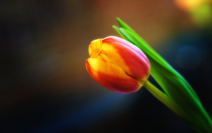 Beautiful red and yellow tulip - HD wallpaper